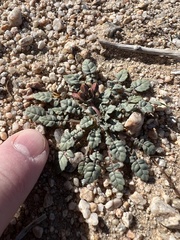 Chylismia claviformis