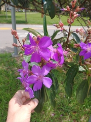 Tibouchina