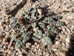 Chylismia claviformis