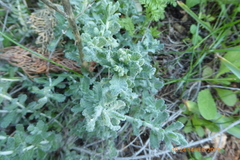 Teucrium capitatum