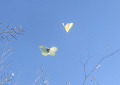 Pieris brassicae