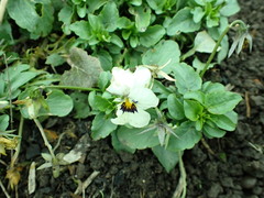 Viola × wittrockiana