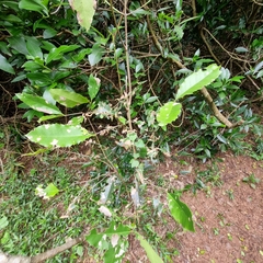 Elaeodendron croceum