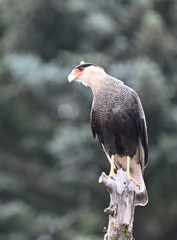 Caracara plancus plancus
