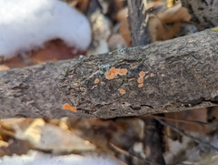 Caloplaca cerina