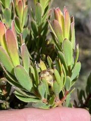 Leucadendron modestum