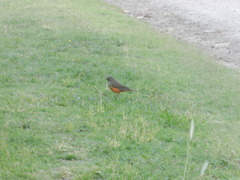 Turdus rufiventris
