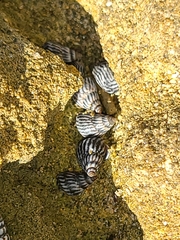 Echinolittorina ziczac