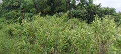 Chromolaena odorata