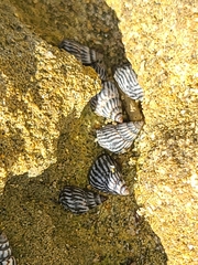 Echinolittorina ziczac