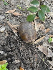Terrapene carolina major