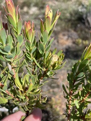 Leucadendron modestum