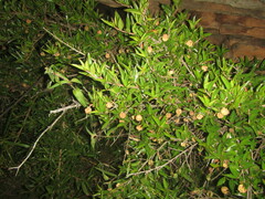 Cephalanthus natalensis