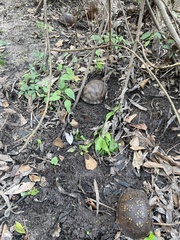 Terrapene carolina major