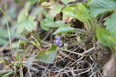 Viola collina