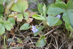 Viola collina