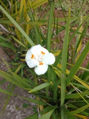 Dietes iridioides