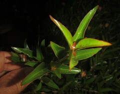 Cephalanthus natalensis