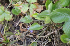 Viola collina