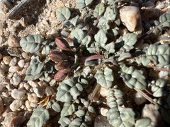 Chylismia claviformis