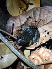 Leptodactylus natalensis