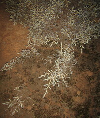 Selaginella dregei