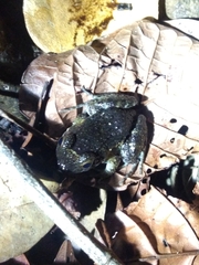 Leptodactylus natalensis