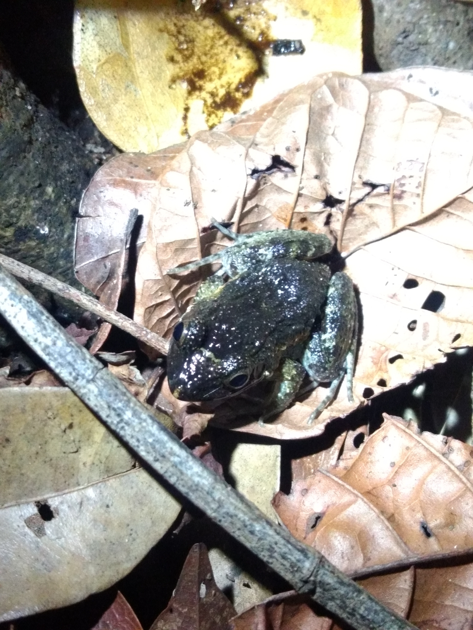Leptodactylus natalensis Lutz, 1930