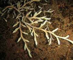 Selaginella dregei