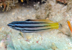 Halichoeres prosopeion