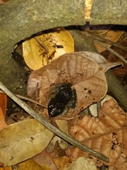 Leptodactylus natalensis