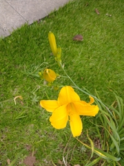 Hemerocallis lilioasphodelus