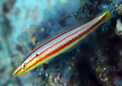 Hologymnosus doliatus