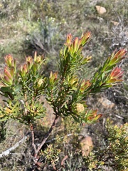 Leucadendron modestum