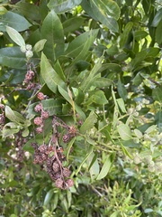Conocarpus