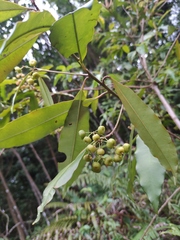 Ardisia quinquegona