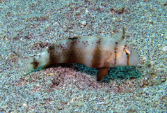 Iniistius aneitensis