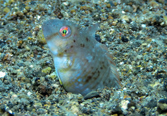 Iniistius aneitensis