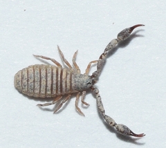 Chernetidae