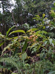 Ardisia quinquegona