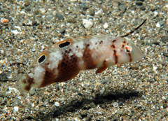 Iniistius aneitensis