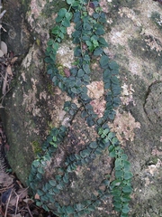 Psychotria serpens