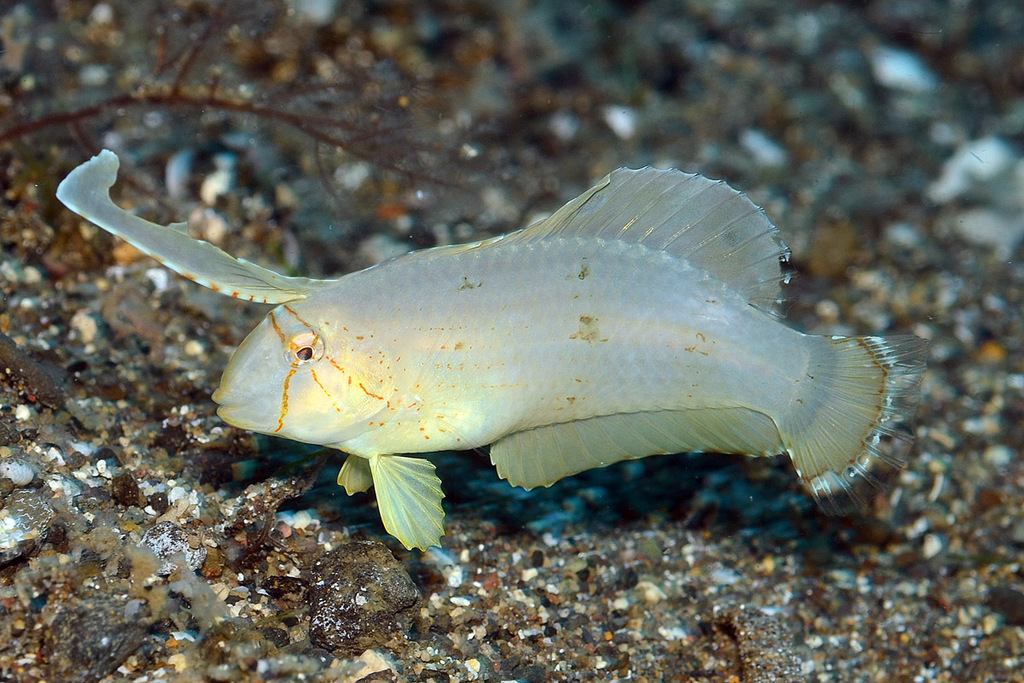 Peacock Razorfish