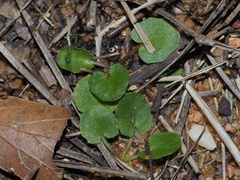 Centella erecta