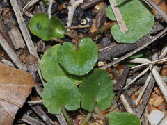 Centella erecta