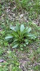 Arnoglossum plantagineum