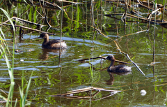 Tachybaptus ruficollis
