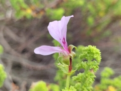 Pelargonium crispum