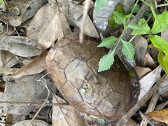 Terrapene carolina major