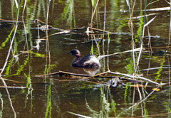 Tachybaptus ruficollis